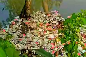 ইসলামপুরে ডোবার পানিতে ভাসছে সরকারি ওষুধ